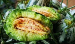 山东网红吃烧瓜视频,火辣滋味引发网友热议