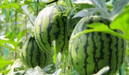 哪些网站可以免费吃瓜,网络上的瓜田乐园