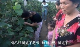 农村小爽爆料视频大全集