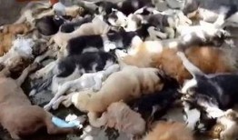 巴厘岛被杀爆料视频,惊心动魄的真相揭秘