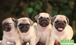 八哥最新爆料新闻直播,最新爆料新闻直播精彩瞬间