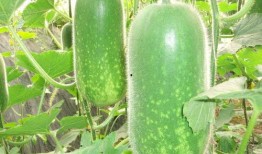 林同学的瓜在哪里免费吃,免费瓜果盛宴等你来享