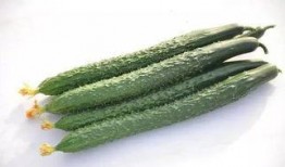 吃瓜群众黄瓜片免费,夏日清凉新选择