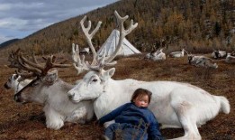 网红驯鹿吃瓜是真的吗知乎,真相揭秘还是网络炒作？