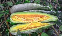 宁乡网红吃瓜事件,揭秘网络舆论背后的真相与争议