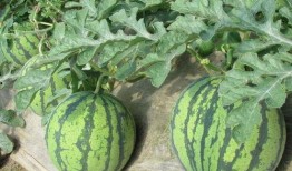 青凉一夏免费吃瓜,青凉一夏，免费吃瓜活动来袭！