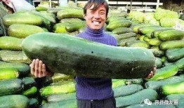 一起吃瓜一起免费吃瓜,共享免费吃瓜盛宴