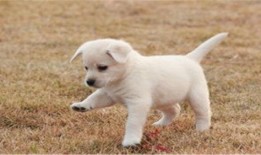 布丁狗新皮肤爆料视频