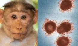 美国猴痘爆料最新消息,病例激增，防控措施升级