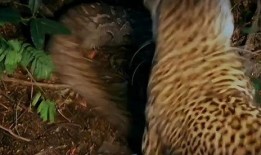 花儿与蛇3在线观看,生死较量，爱恨交织的复仇之旅