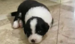 七仔粉丝爆料事件真相视频,揭秘背后惊人内幕